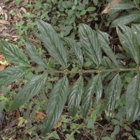 Lasianthus neolanceolatus Ridsdale